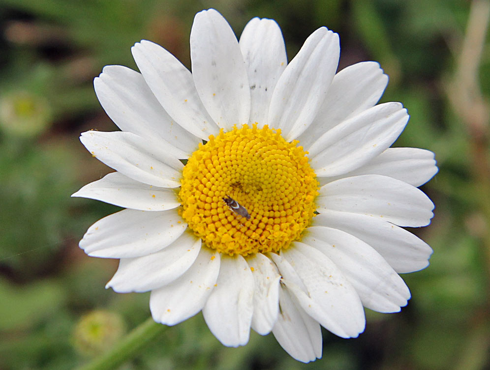 Image of genus Anthemis specimen.