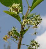 Euonymus alatus. Верхняя часть ветки с соцветиями. Германия, г. Дюссельдорф, Ботанический сад университета. 03.06.2014.