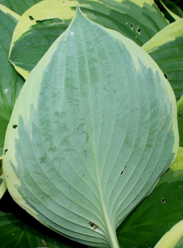 Image of Hosta fortunei specimen.