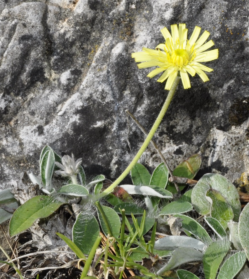 Image of Pilosella pilisquama specimen.