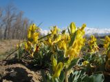 Corydalis sewerzowii. Цветущие растения. Южный Казахстан, предгорья Таласского Алатау, противопожарная полоса вдоль лесопосадок у ст. Абаил. 16 апреля 2014 г.