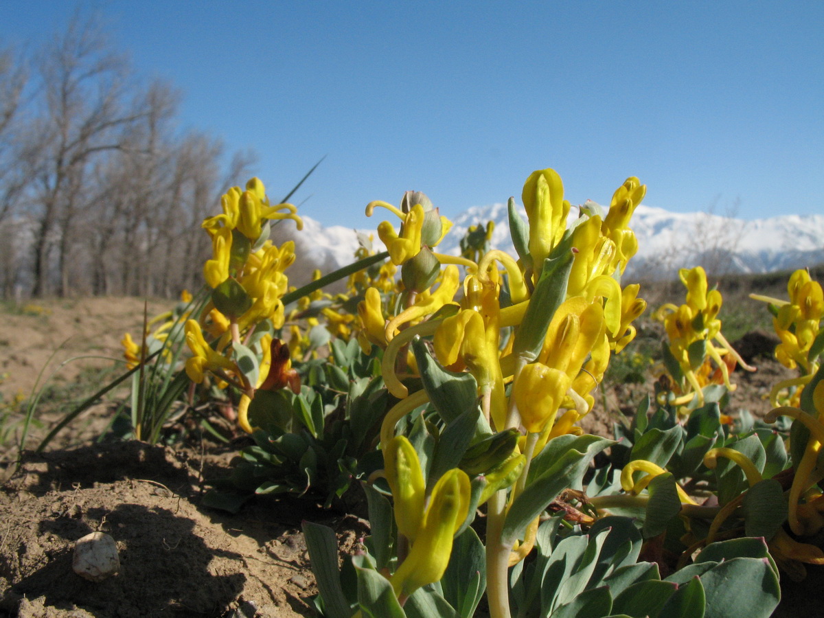 Изображение особи Corydalis sewerzowii.