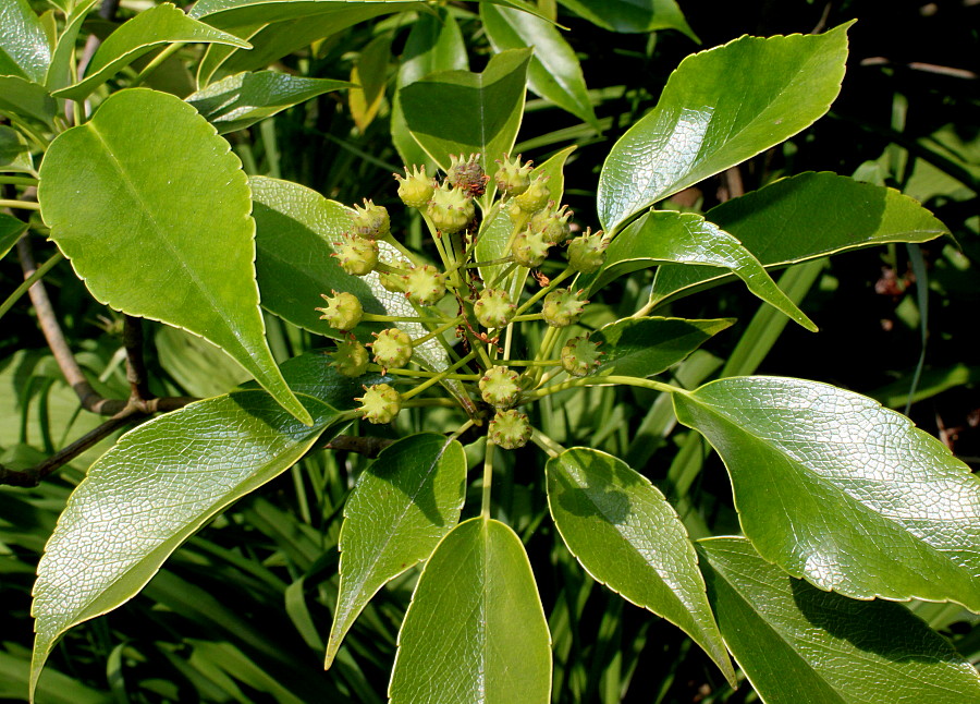 Image of Trochodendron aralioides specimen.