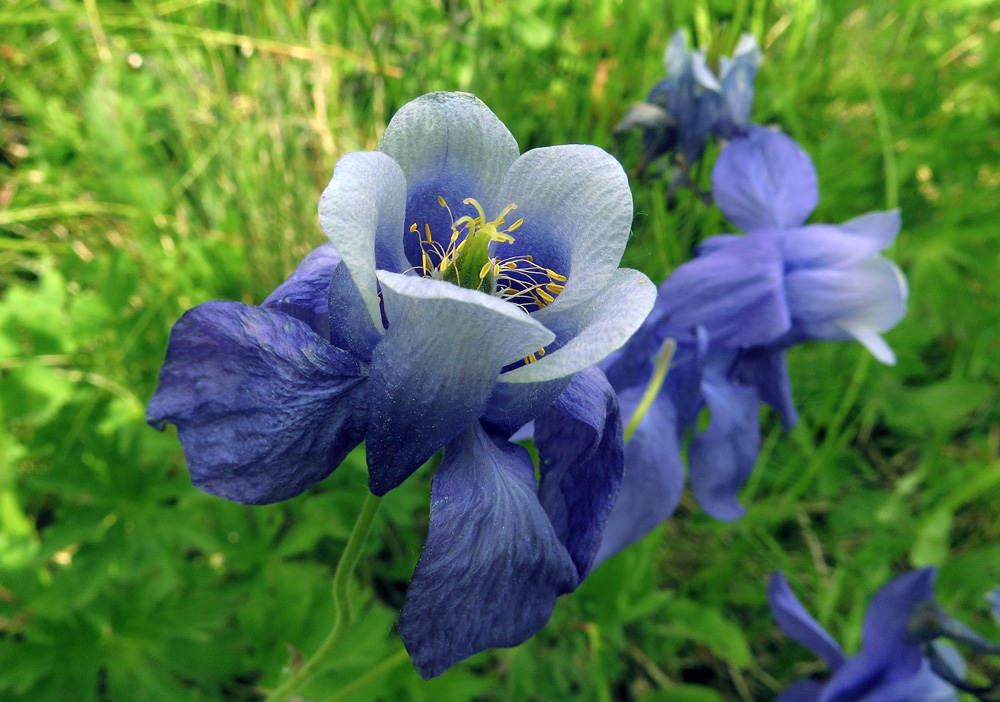Image of Aquilegia sibirica specimen.