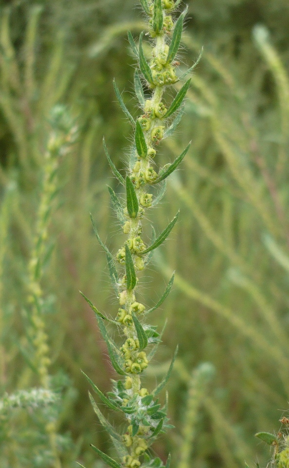 Image of Bassia scoparia specimen.