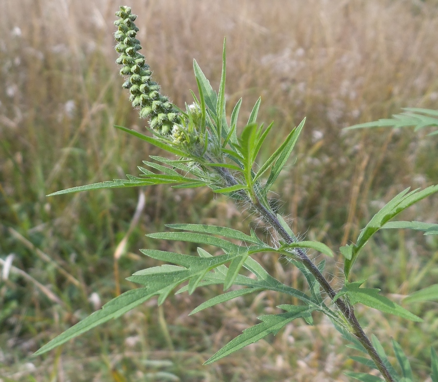 Изображение особи Ambrosia artemisiifolia.