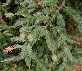 Sequoia sempervirens