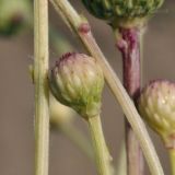 Cirsium setosum