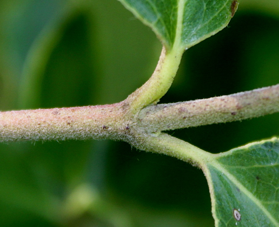 Изображение особи Garrya elliptica.