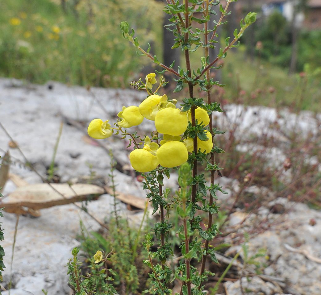 Изображение особи Calceolaria myriophylla.