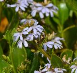 Scaevola crassifolia