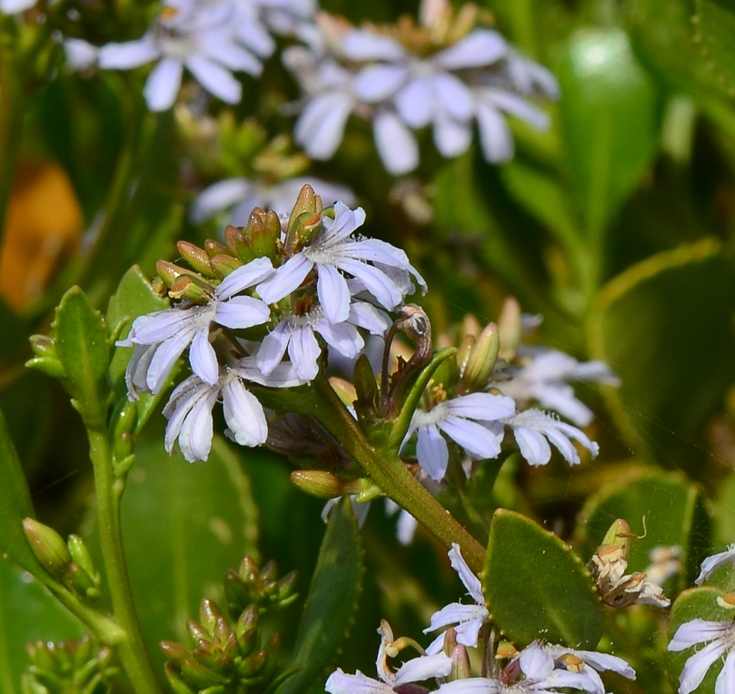 Изображение особи Scaevola crassifolia.