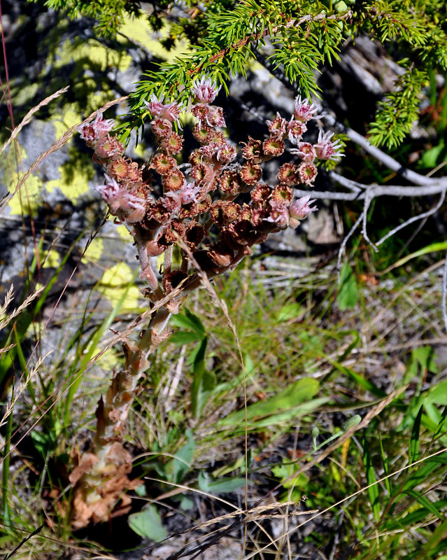 Изображение особи Sempervivum caucasicum.