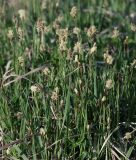 Carex pilosa. Цветущие растения. Московская обл., Раменский р-н, окр. ж.-д. платформы Хрипань, просека под ЛЭП. 09.05.2014.
