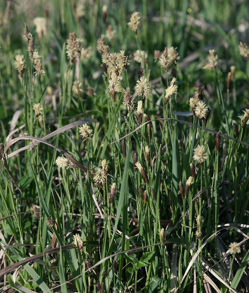 Изображение особи Carex pilosa.