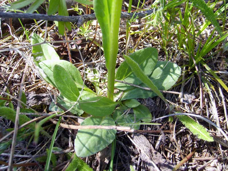Изображение особи Tephroseris integrifolia.