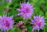 Cirsium setosum