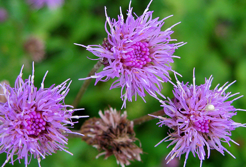 Изображение особи Cirsium setosum.