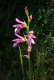 Gladiolus italicus. Соцветие. Крым, окр. Севастополя, Варнутская долина. 9 июня 2009 г.