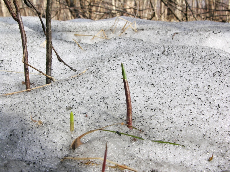 Image of Allium ochotense specimen.