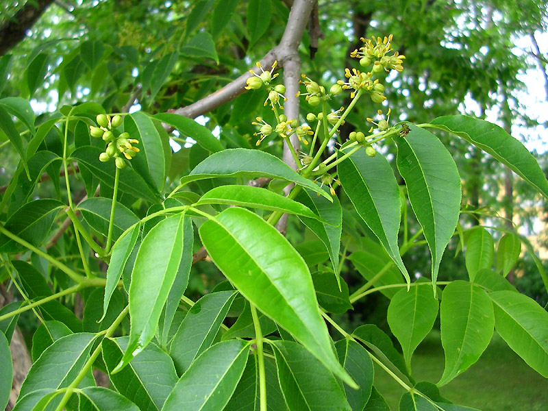 Image of Phellodendron amurense specimen.