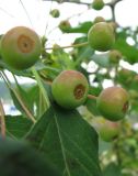 Malus baccata