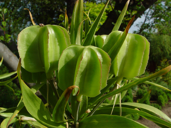 Image of Fritillaria imperialis specimen.