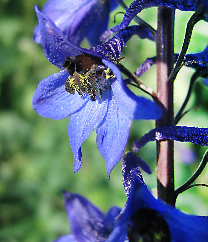 Изображение особи Delphinium elatum.