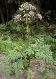 Angelica sylvestris. Цветущее растение. Архангельская обл., Вельский р-н, окр. ст. Солга, обочина дороги. 29.07.2008.