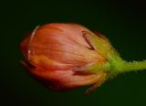 Asclepias curassavica