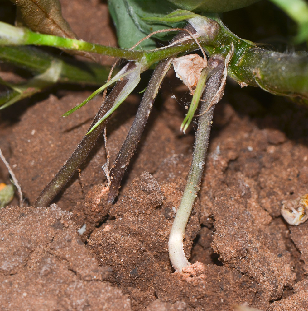 Изображение особи Arachis hypogaea.