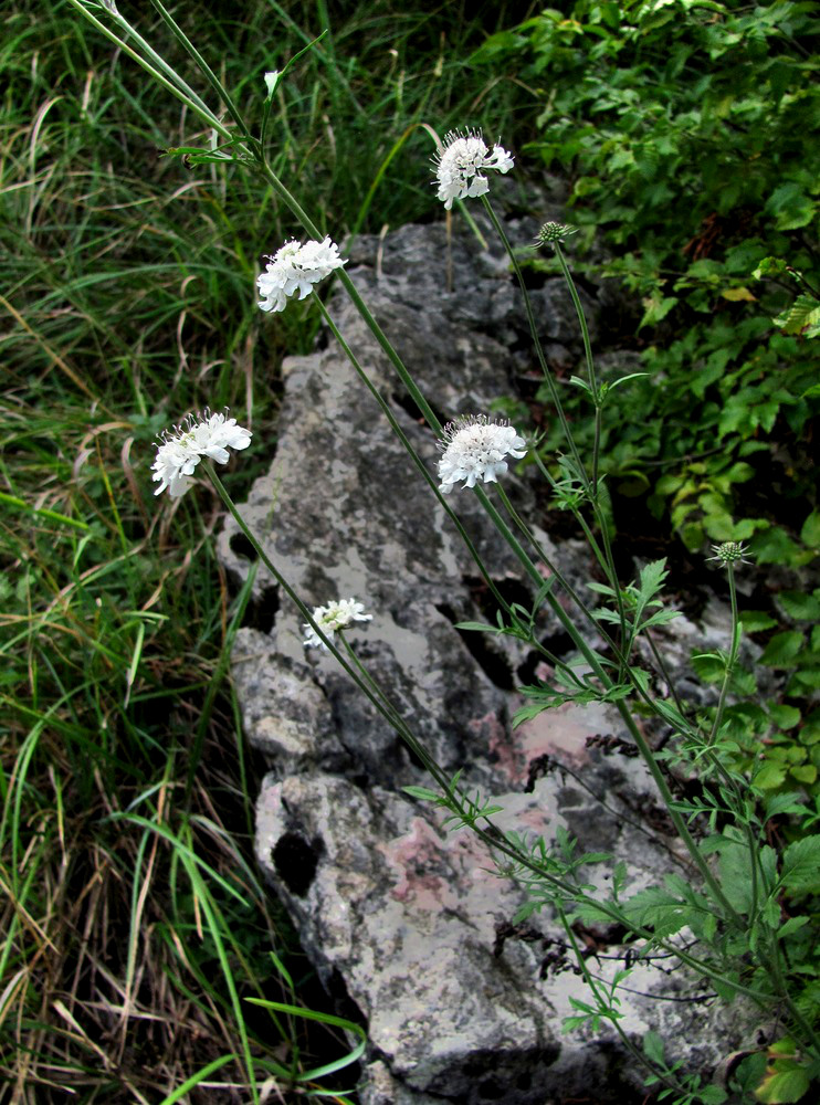 Изображение особи Scabiosa bipinnata.