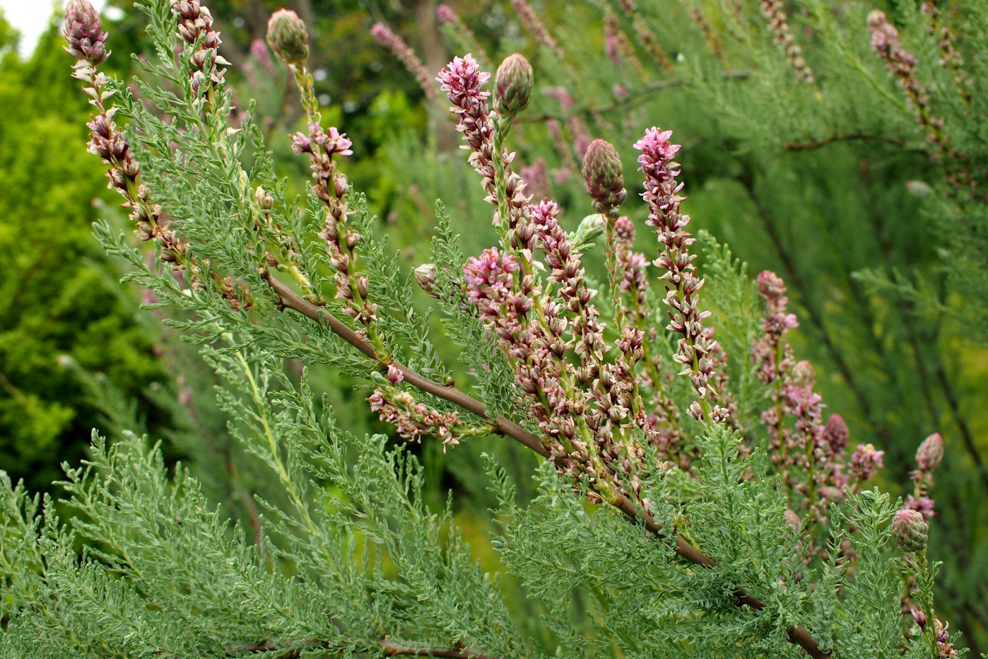 Image of Myricaria squamosa specimen.