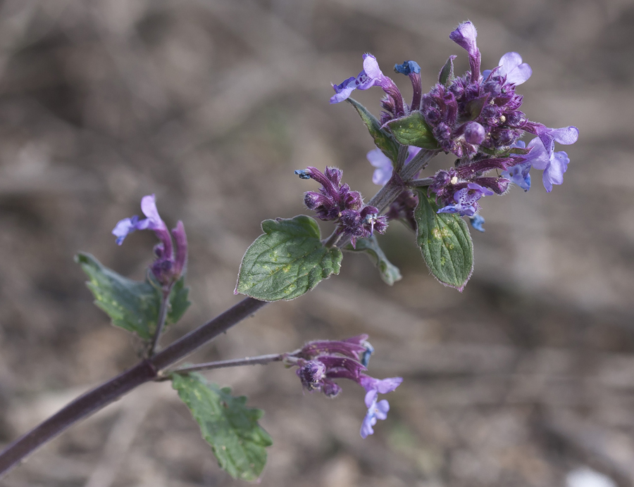 Image of Nepeta meyeri specimen.