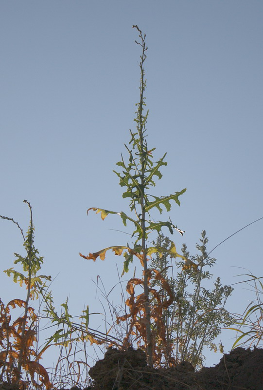 Изображение особи Lactuca serriola.