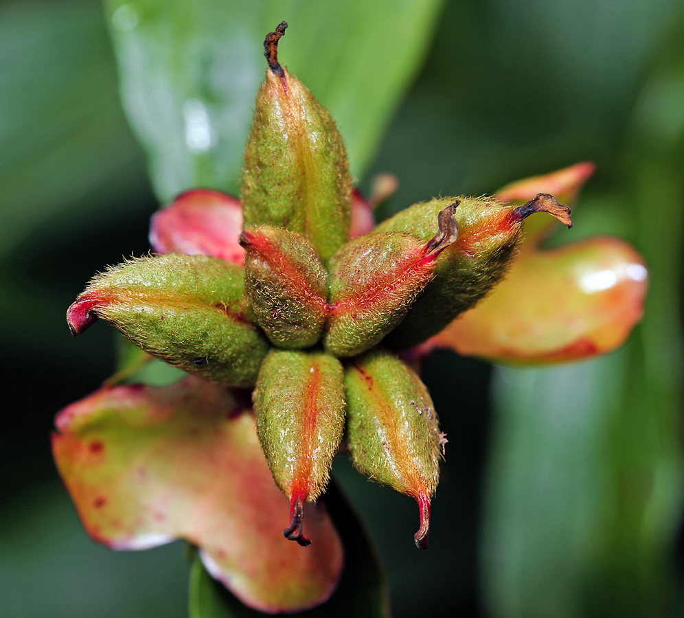 Image of Paeonia lactiflora specimen.