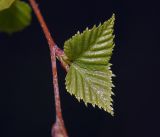 Image of taxon representative. Author is Виталий Гуменюк