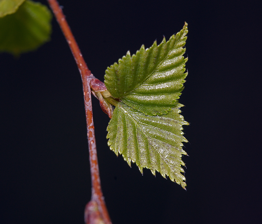 Image of Betula pendula specimen.
