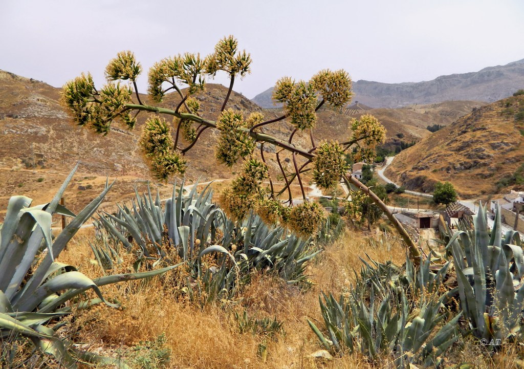 Изображение особи Agave americana.