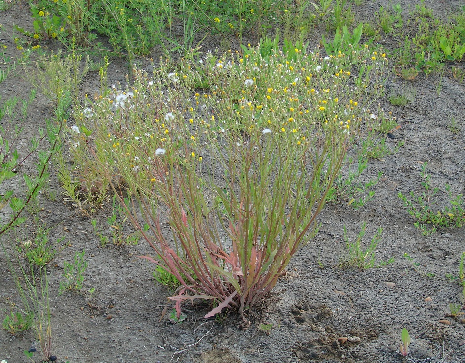 Изображение особи Crepis tectorum.