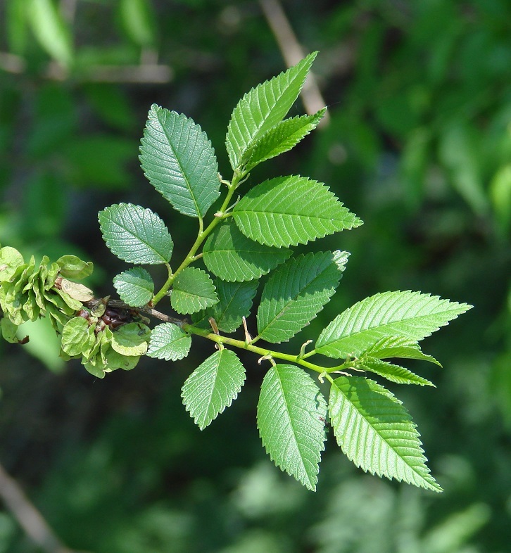 Image of Ulmus pumila specimen.