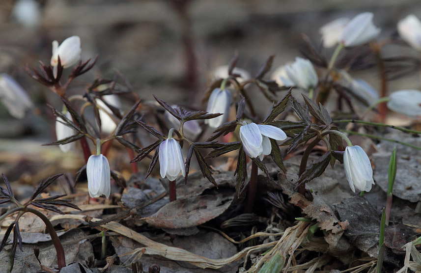 Изображение особи Anemone altaica.