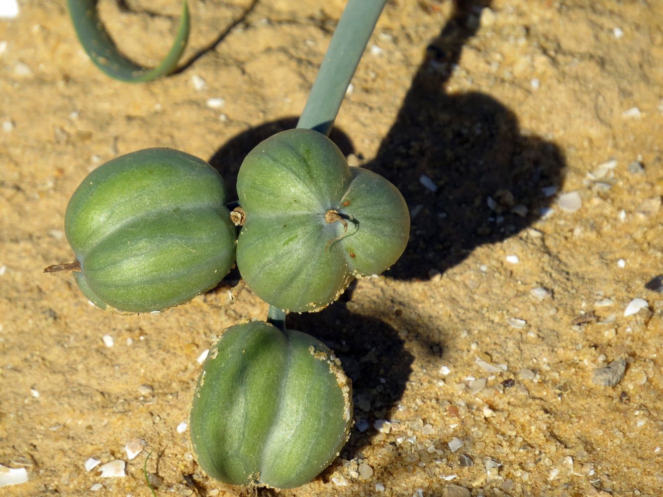 Image of Pancratium sickenbergeri specimen.