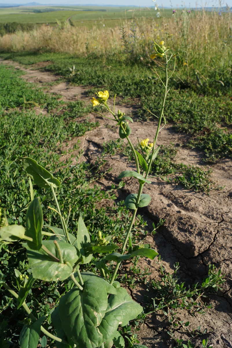 Изображение особи Brassica campestris.