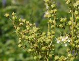 Filipendula ulmaria. Часть соплодия. Восточный Казахстан, Кокпектинский р-н, 25 км в горы от с. Пантелеймоновка, 1000 м н.у.м., возле речки. 18.07.2015.