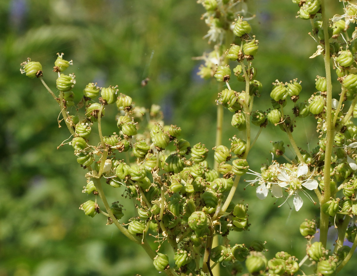 Изображение особи Filipendula ulmaria.