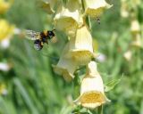 Digitalis grandiflora