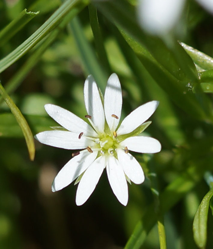 Image of Stellaria soongorica specimen.