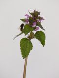 Lamium purpureum