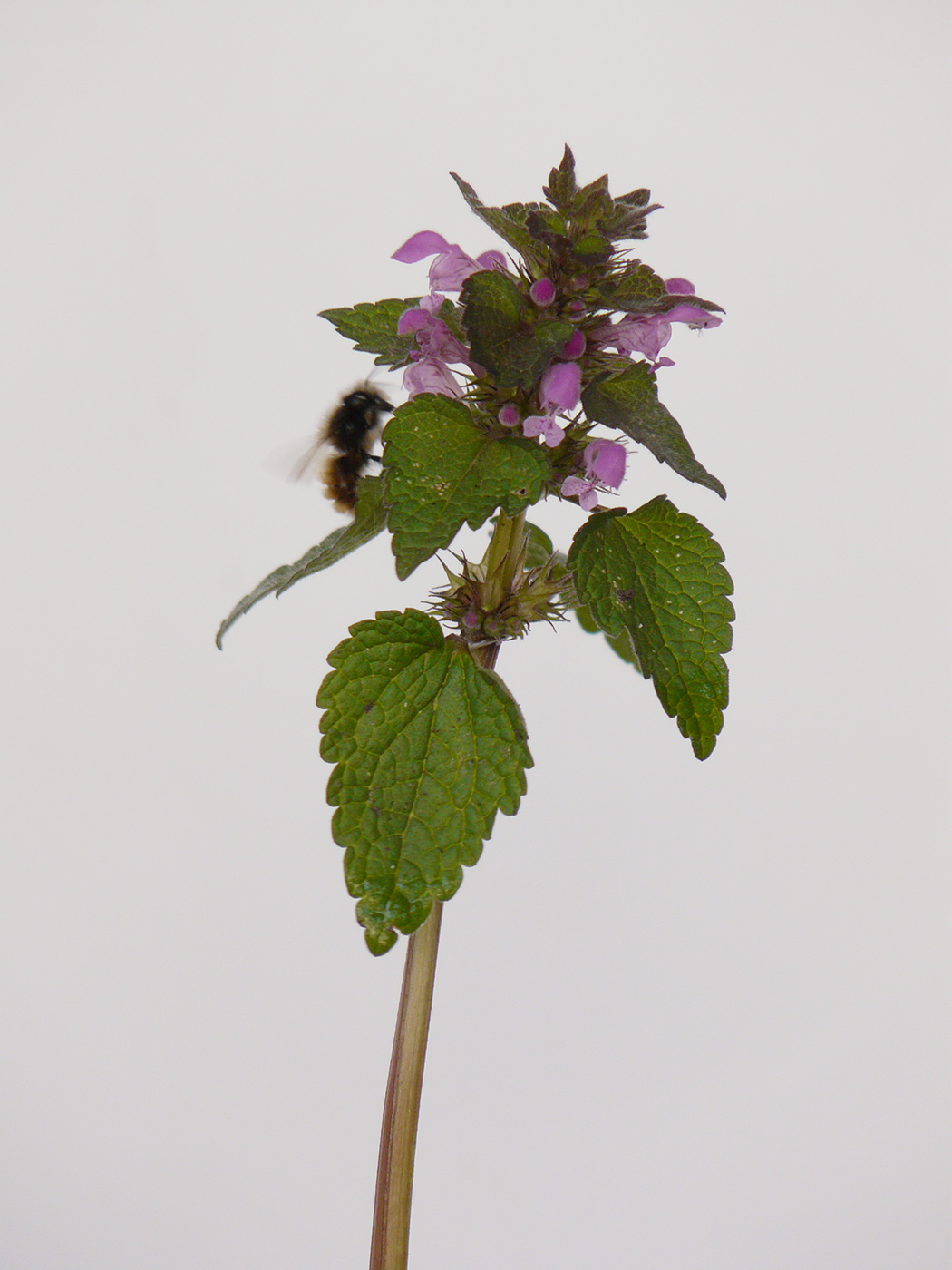 Изображение особи Lamium purpureum.